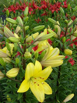 Unknown varieites, but WOW what a display!