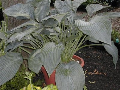 Hosta ULTRAMARINE July 1 07 T and M garden (Small).jpg