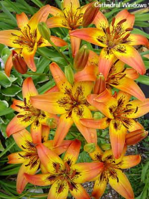 Asiatic lily: 'Cathedral Windows'