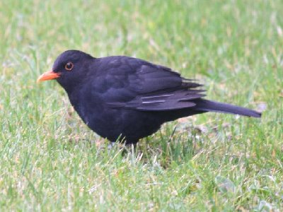Blackbird02B.jpg