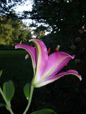 LilyOrientDordogne7-20-07.jpg