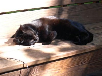 She loved laying in the warmth of the sun out on our deck.  We used to laugh at her, because if it wasn't at least 65 degrees outside, she didn't want to leave the garage.