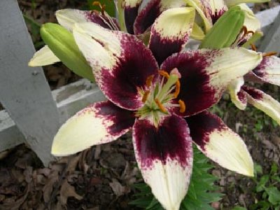 This one is another tango lily and is more yellowish with the dark center.