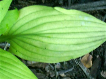 Green Whiskers Leaf