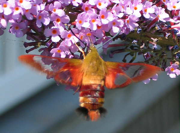 Hawkmoth8-14-3.JPG