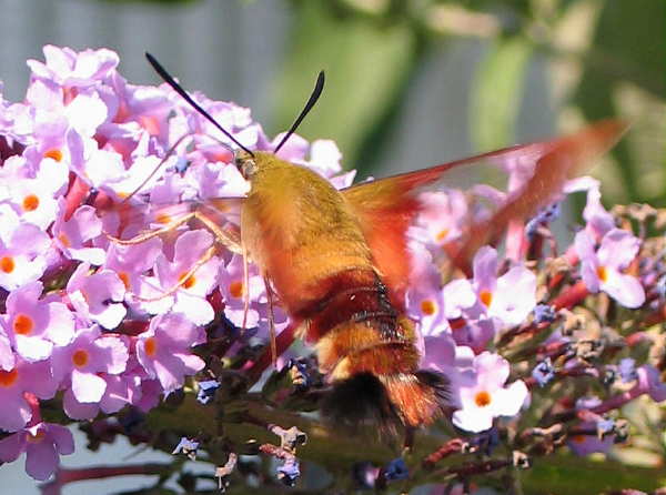 Hawkmoth8-14-2.JPG