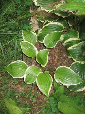This a stable division from the plant that the streak came from and while it is nice enough it is nothing to exiting