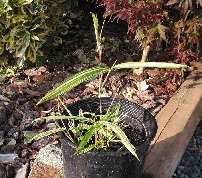 Bamboo in pot.JPG