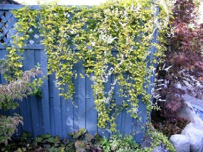 Cascading over the fence- Lemon Lace Vine