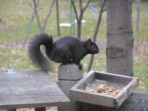 Squirrels 005 [%P].JPG