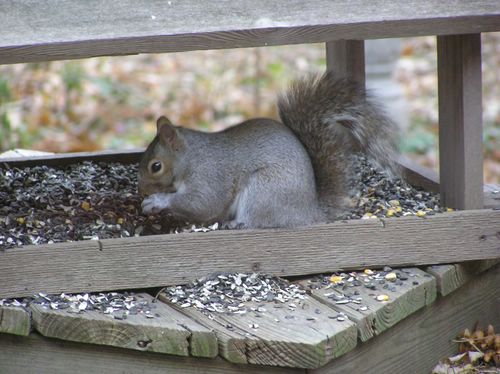 Squirrels 001 [%P].JPG