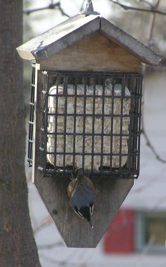 Squrille & Red Breasted Nuthatches 021 [%P].JPG
