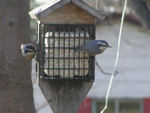 Squrille & Red Breasted Nuthatches 011 [%P].JPG
