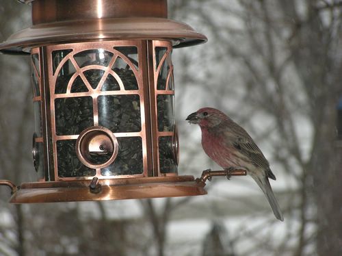 Cardinal, Finches, Mourning Dove (2).JPG