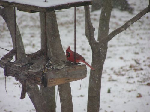 Cardinal, Finches, Mourning Dove.JPG