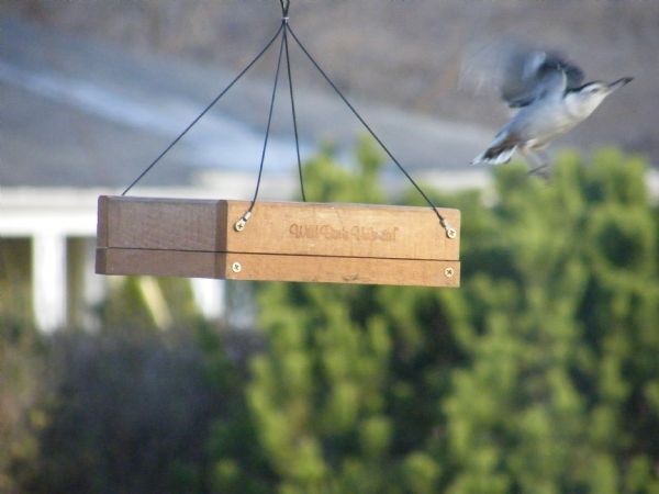 Nuthatch (1).jpg