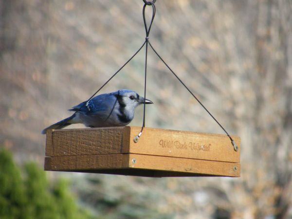 Chilly Blue Jay.jpg