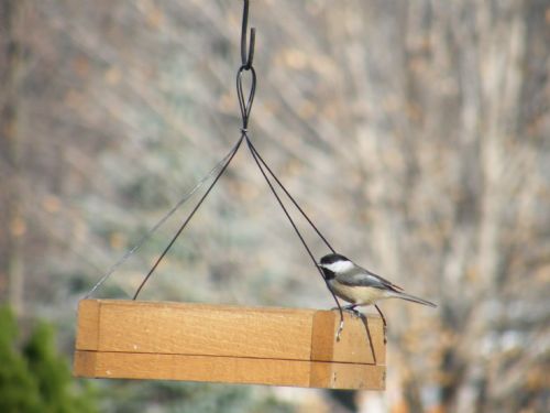 Chickadee 11-28-07.jpg