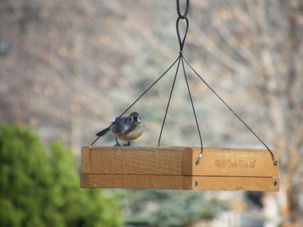 Bewildered Tufted Titmouse.jpg