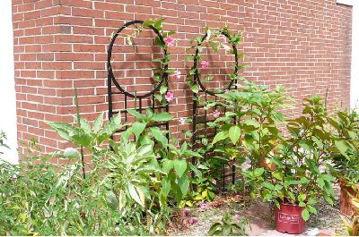 Trellises with Mandevilla