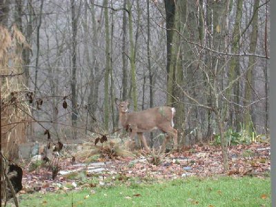 11-30 deer in backyard 004a.JPG