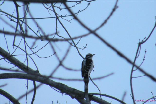 Hairy Woodpecker4 (Small).JPG