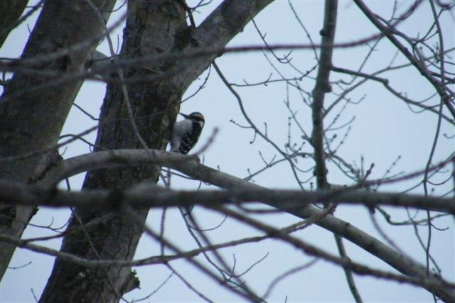 Hairy Woodpecker2 (Small).JPG