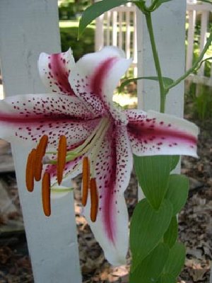 Lilium'Dizzy'7.22.07.jpg