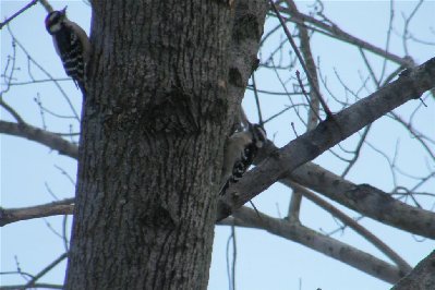 2 Downy Woodpeckers (2).JPG