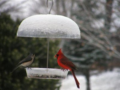 male cardinal & titmouse (2) (Medium).jpg