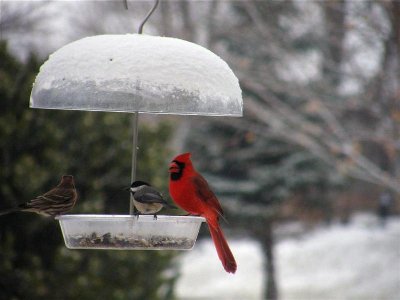 House Finch, Chickadee & Cardinal (2) (Medium).JPG