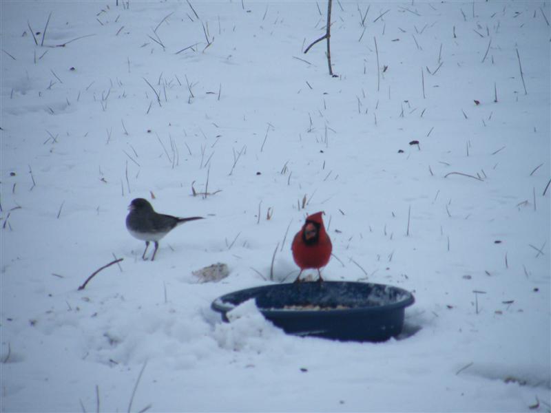 Cardinal & Junco (Medium).JPG