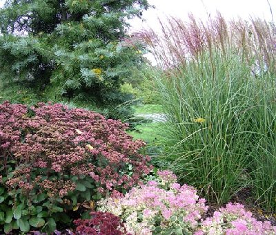 Sedum 'Matrona' and S. 'Pink Chablis' with Miscanthus 'Nippon'