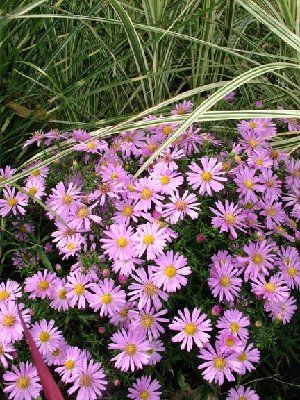 Aster 'Wood's Pink' with Miscanthus 'Dixieland'