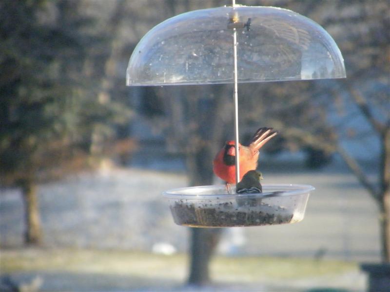 2008_0130Janpics0023 Cardinal & Goldfinch.JPG