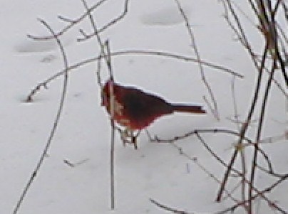 cardinal on hosta stalk.JPG