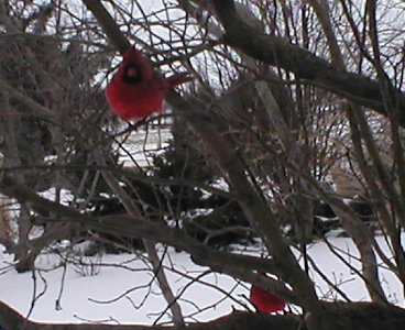 cardinals lilac bush.JPG