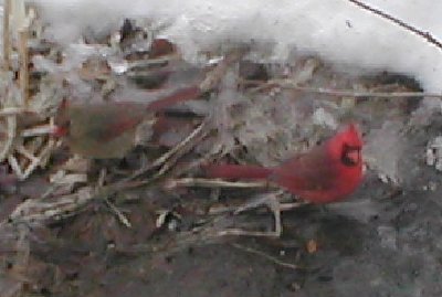 mom and pop cardinal.JPG