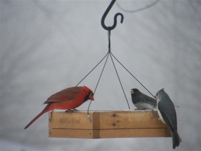 2008_0203Snowpics10005 Cardinal, Junco & Titmouse (Small).JPG