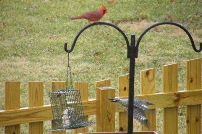 2008_0207Snowpics10013 Male Cardinal & Female Red-bellied Woodpecker.JPG
