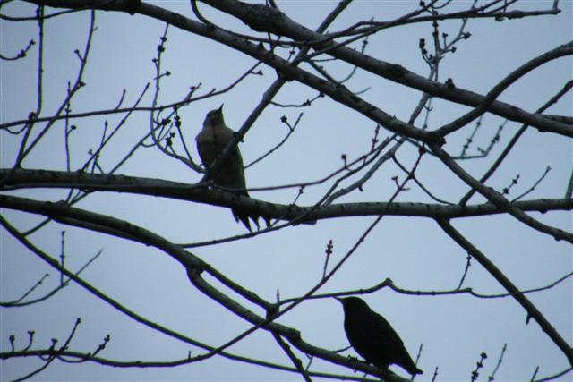 2008_0207Snowpics10022  Red-bellied Woodpecker & Starling.JPG