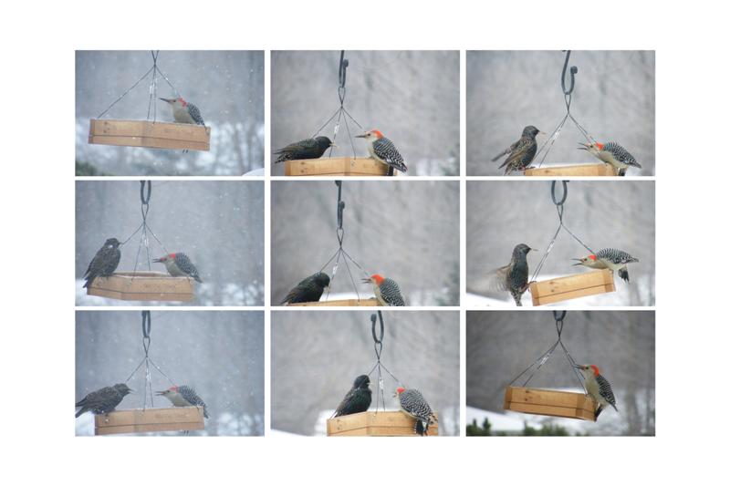 Sassy Red-bellied Woodpecker (Medium).jpg