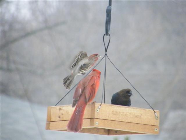 2008_0214Febpics20028 Cardinal, HF & Brownheaded Cowbird (Small).JPG