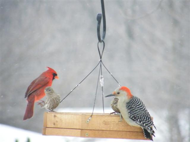 Male Cardinal &amp;amp; Red-bellied Woodpecker