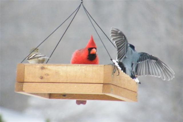 2008_0214Febpics0012 Goldfinch, Cardinal & WBN (Small).JPG