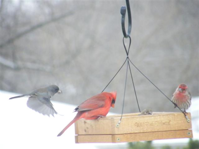 2008_02112FebpicsNumber20044 Junco in flight with Cardinal & HF (Small).JPG