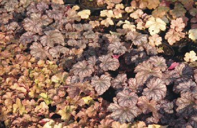 heuchera2.jpg