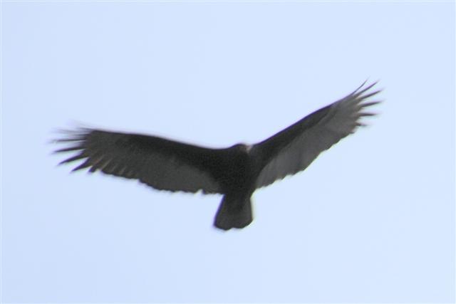 2008_0229Febpics0022 Turkey Vulture (2) (Small).JPG