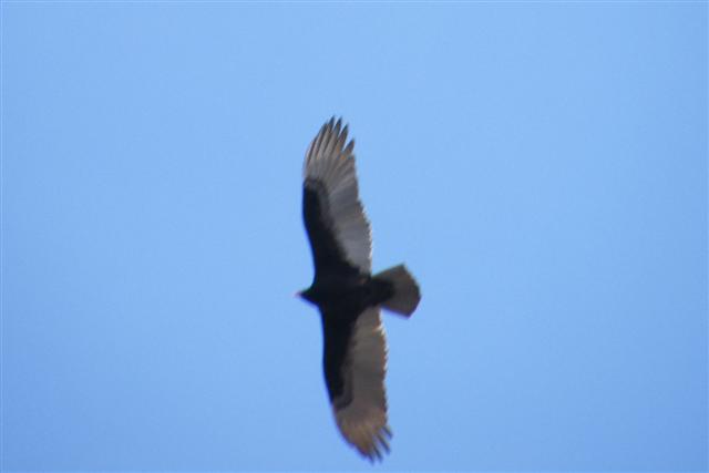 2008_0301Febpics0010 Turkey Vulture (Small).JPG