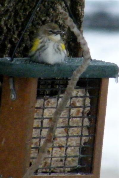 2008_0304Febpics0023 Yellow Rumped Warbler (Medium).JPG